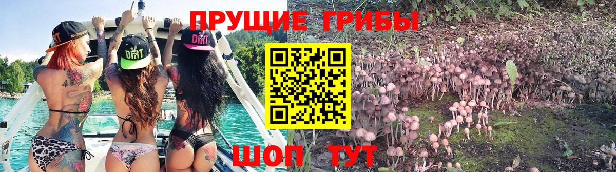 Ишимбай  закладка  Вход с VPN  Псилоцибиновые грибы мицелий 